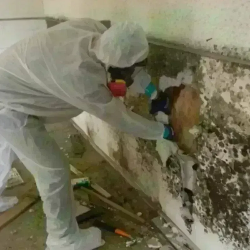 Mold Remediation and Removal in Peebles, OH